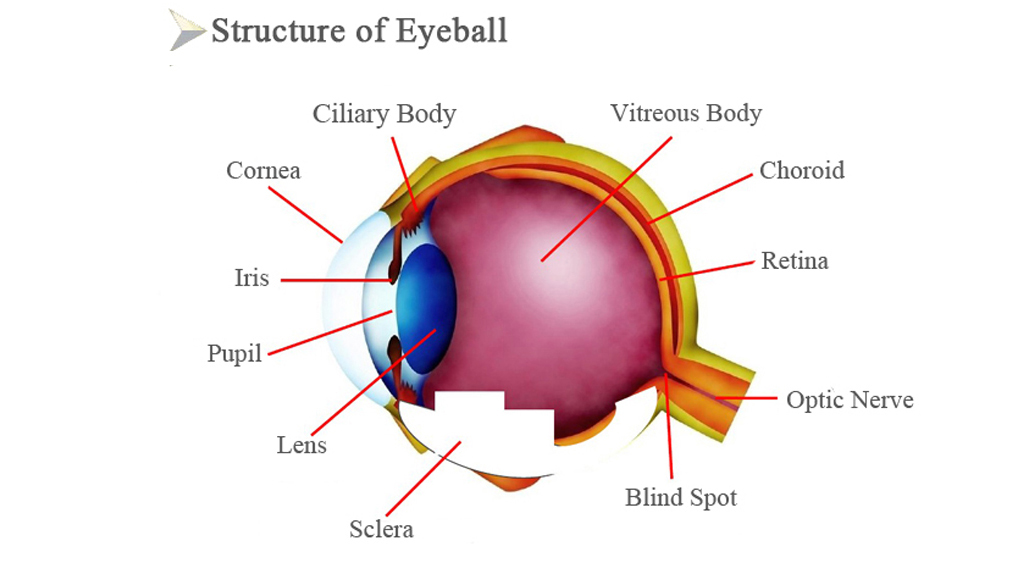 What s Structure Of Eyeball